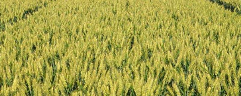 鲁研1403小麦种子特点，抽穗前后应及时防治麦蚜