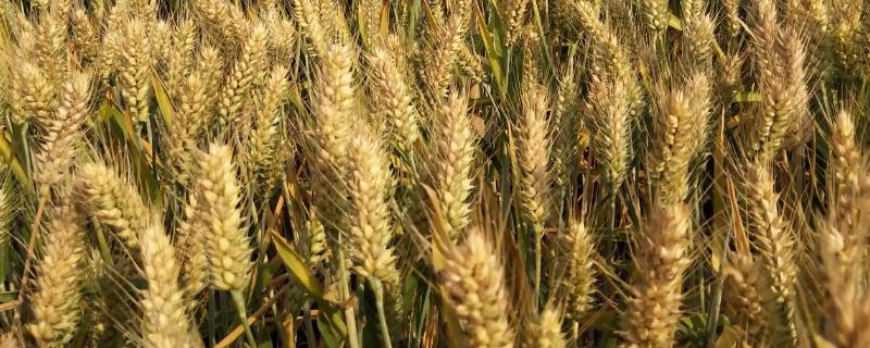 许科6号小麦品种的特性，灌浆期间注意防治小麦穗蚜