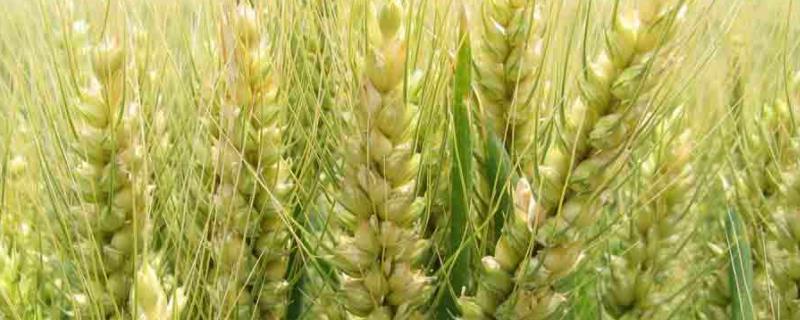 京农16小麦种子简介，全生育期257.0天