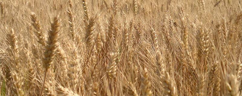 泰科麦38小麦种子简介，适宜播种期10月上中旬