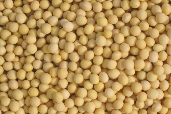 齐黄34大豆种子介绍，一般2月中下旬至4月上旬播种