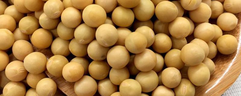 华春15大豆种子简介，低肥力地块2万株