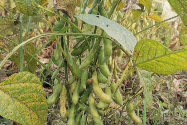 齐黄34大豆种子介绍，一般2月中下旬至4月上旬播种