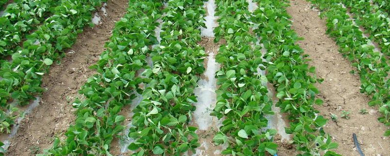洛豆1号大豆种子介绍，亩种植密度2万－6万株