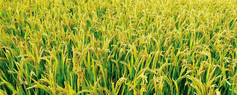 爽两优泰珍水稻种子特征特性，每亩插足基本苗8万以上