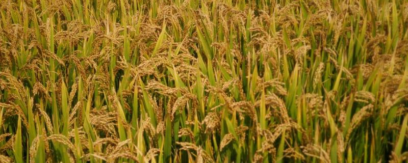 武运9367水稻品种简介，秧田播种量每亩20-25千克