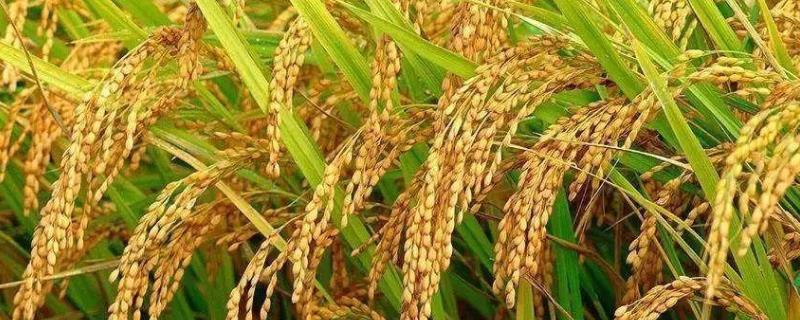 珍乡优149水稻种简介，籼型三系杂交水稻品种