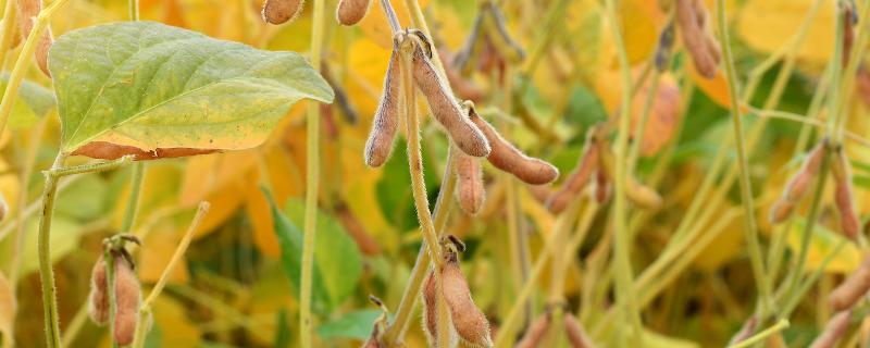 龙垦3318大豆品种的特性，生育期间注意防治大豆蚜虫