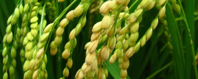 洁田稻001水稻种子介绍，每亩有效穗数18.7万穗