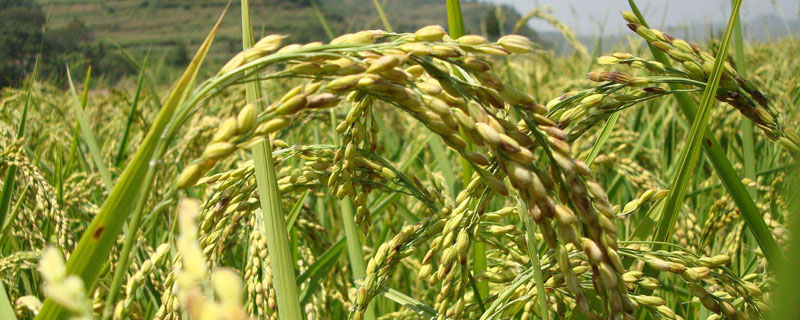 天府香优678水稻种子简介，秧田播种量每亩8-10千克