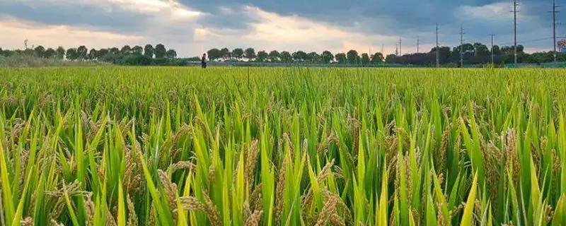 荃科两优斯香水稻种子简介，秧田播种量每亩10-12千克