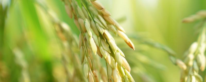 贵优263水稻种子特征特性，秧田播种量每亩12.0千克