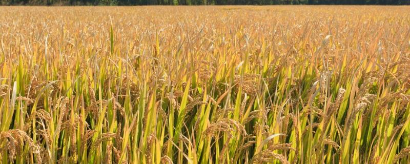 蜜优906水稻种子简介，每亩有效穗数16.1万穗