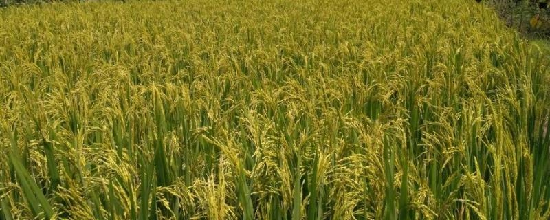 盐两优973水稻种子简介，每亩插足基本苗7万以上