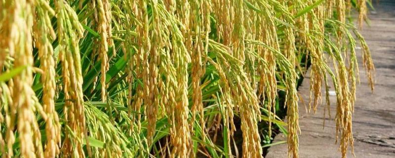 中研糯131水稻种子特点，每亩插足基本苗7万以上