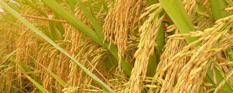 中研糯135水稻种子简介，每亩插足基本苗7万以上