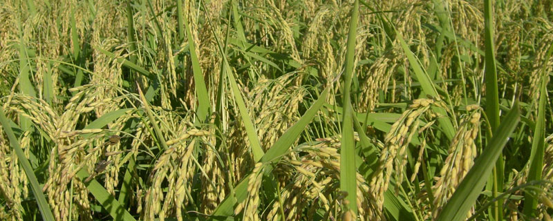 北粳143水稻种简介，粳型常规水稻品种