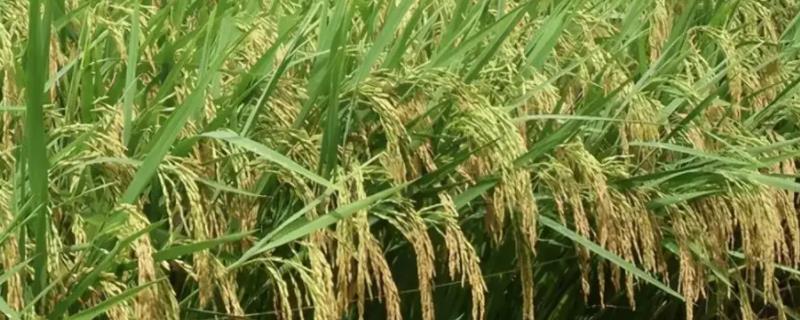 云两优502水稻品种的特性，秧田播种量每亩15千克