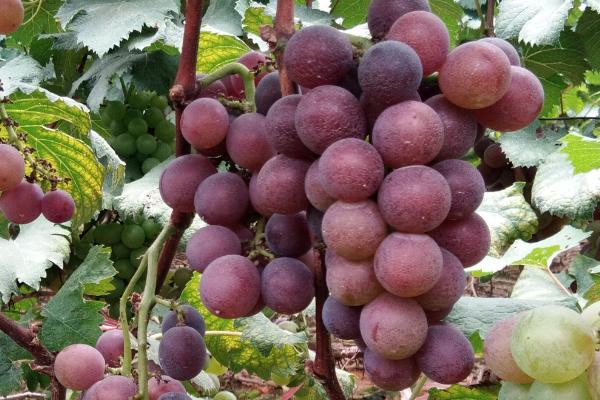 巨峰葡萄种植多久可以收获，种植的第2年就可收获