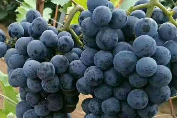 6月份早熟葡萄品种，最早在6月6日即可成熟