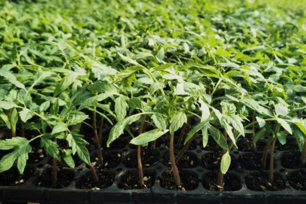 春季西红柿育苗技术，通常在12月下旬到1月上旬播种