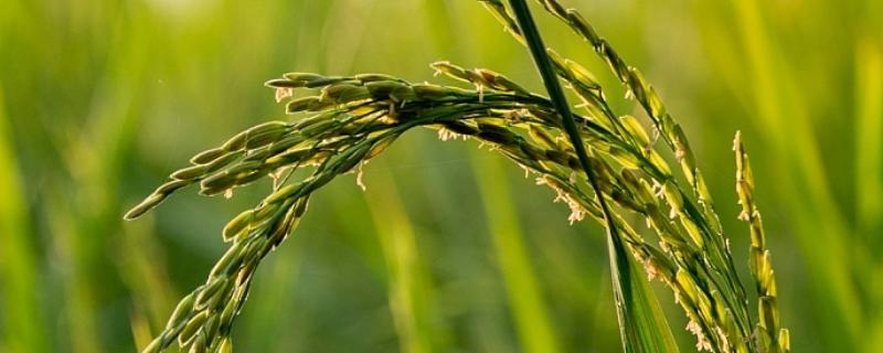 哈勃903水稻品种简介，一般4月下旬至5月上旬播种