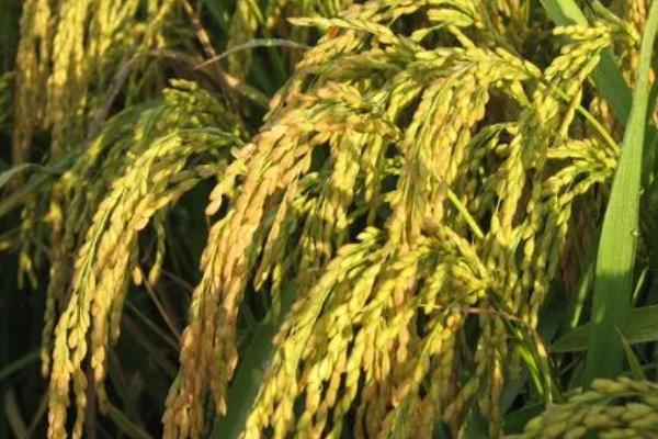 金珍优籴丝水稻种子简介，一般6月下旬至7月上旬播种
