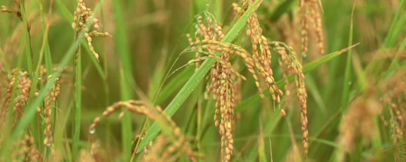乾两优香久久水稻种子简介，中高肥力栽培