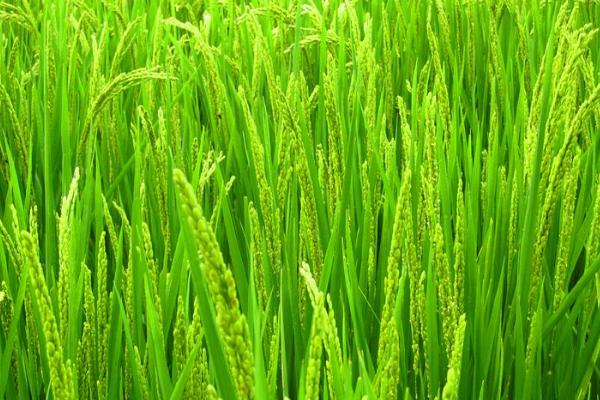 晶两优绿丝苗水稻种子特点，籼型两系杂交水稻品种
