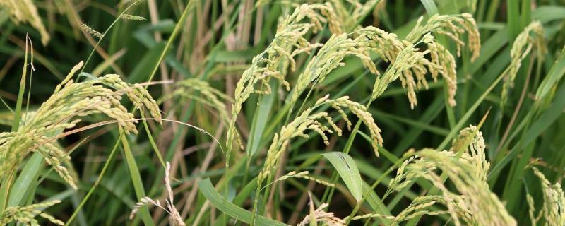 秀优49241水稻品种的特性，每亩插足基本苗6万以上