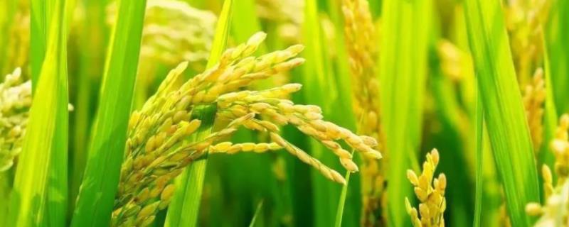 恒两优211水稻种子简介，秧田播种量每亩8-14千克