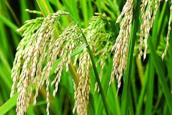 晶两优绿丝苗水稻种子特点，籼型两系杂交水稻品种