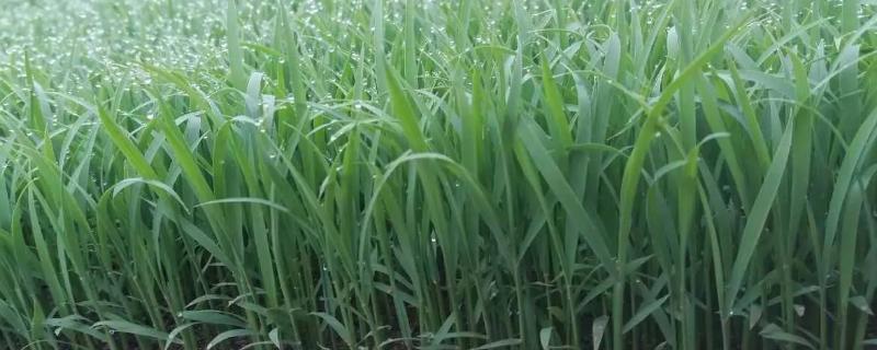 扬泰优5009水稻种子特征特性，秧田播种量每亩10-12千克
