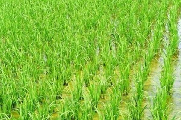 古两优6915水稻品种简介，每亩插足基本苗2万以上