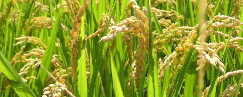和丰优6553水稻种简介，每亩插足基本苗18万以上