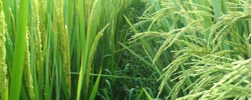 浙两优丽晶水稻种子特征特性，一般5月中旬至5月下旬播种