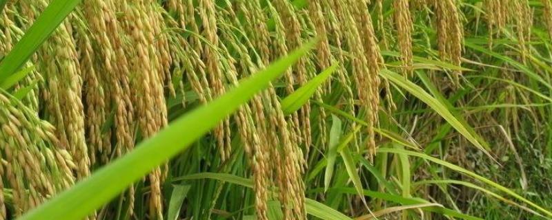 桥两优268水稻种子介绍，每亩有效穗数14.1万穗