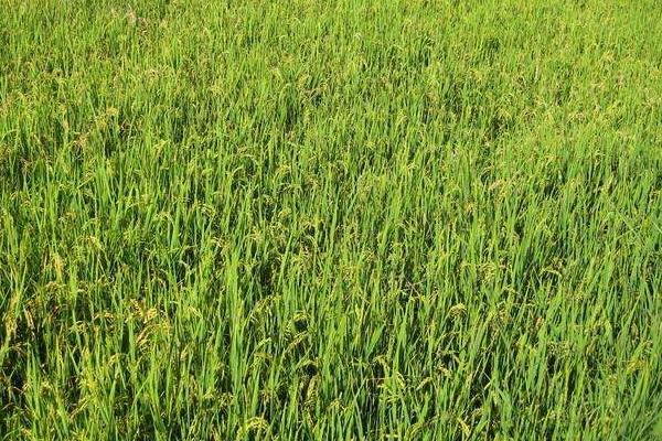 荃优美香丝苗1号水稻种简介，每亩插足基本苗6万以上