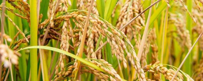汇两优78水稻种子特征特性，秧田播种量每亩15.0千克
