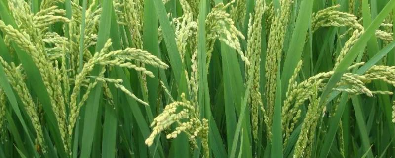 禾两优6868水稻种简介，秧田播种量每亩12.5千克