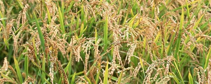 美两优536水稻种子介绍，每亩插足基本苗6万以上