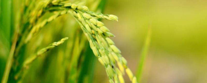 品香优智903水稻种子介绍，每亩插足基本苗6万以上