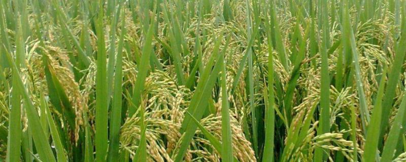 喜两优1068水稻品种简介，秧田播种量每亩10千克