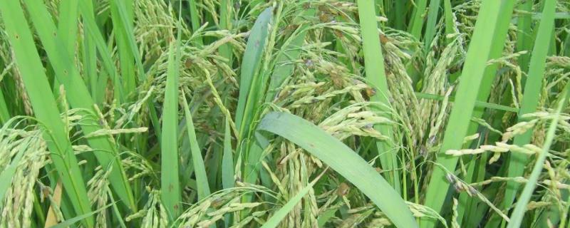 广8优11香水稻种子特征特性，籼型三系杂交水稻品种