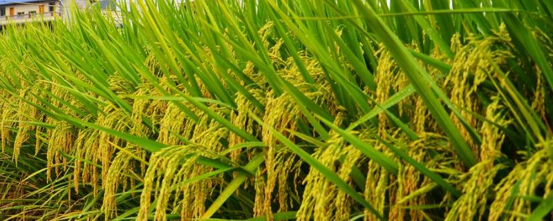 君两优丝苗水稻品种的特性，秧田播种量每亩10.0千克