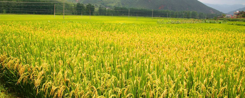 桂香优108水稻种简介，籼型三系杂交水稻品种