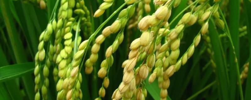 邦两优郁香水稻种简介，籼型两系杂交水稻品种