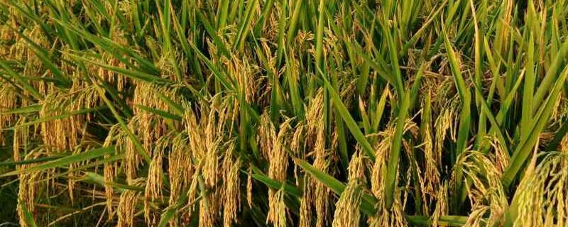 川优616水稻种子特点，每亩插足基本苗6万以上