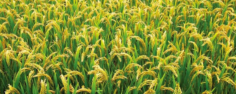 青香优261水稻种子简介，注意防治稻瘟病等病虫害