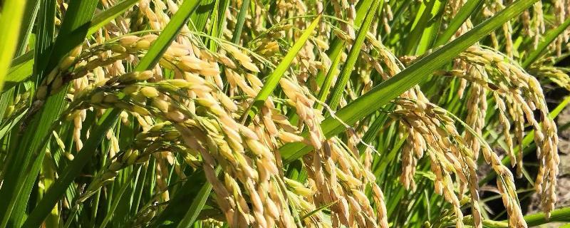 青香优19香水稻种简介，每亩插足基本苗4万以上